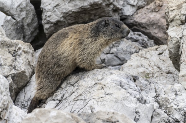 Marmot (Marmota marmota), Monte Baldo, Italy