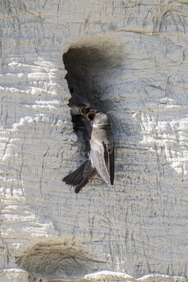 Sand martins (Riparia riparia), Emsland, Lower Saxony, Germany