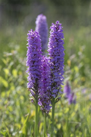Southern marsh orchid (Dactylorhiza maculata), Emsland, Lower Saxony, Germany
