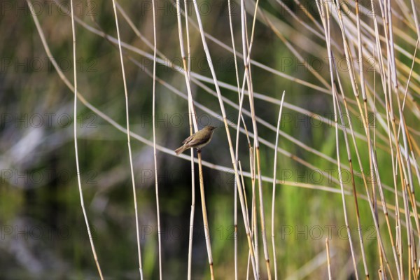 Chiffchaff, willow warbler sitting on a branch in dry reeds, Insel Düne, Heligoland, Schleswig-Holstein, Germany