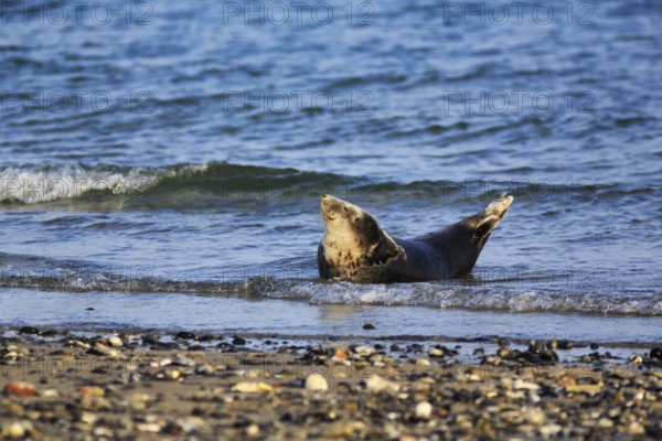 Harbour seal (Phoca vitulina) lying on the beach, Wildlife, Insel Düne, Helgoland, Schleswig-Holstein, Germany