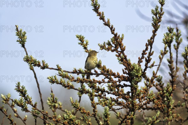 Chiffchaff, willow warbler sitting on a branch in a shrub, Insel Düne, Heligoland, Schleswig-Holstein, Germany