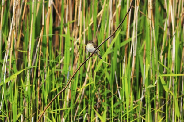 Chiffchaff, willow warbler sitting on a branch in the reeds, Insel Düne, Heligoland, Schleswig-Holstein, Germany