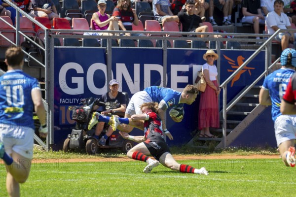 Rugby 1st Bundesliga South/West, 2024/25 season, final phase semi-final: SC Frankfurt 1880 vs SC Neuenheim