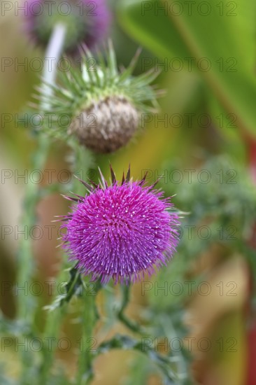 Flower head of the Musk Thistle (Carduus nutans, also known as nodding thistle), by the wayside, Rosenheim, Bavaria, Germany
