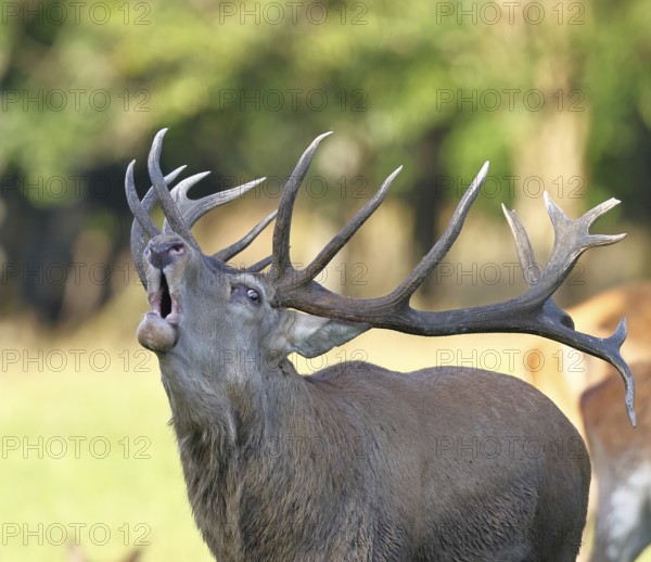 Red deer (Cervus elaphus) during the rutting season, a capital stag roaring in a forest clearing, animal portrait, wildlife, Sauerland, North Rhine-Westphalia, Germany