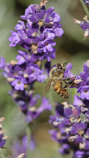 Honey bee (Apis mellifera) on a lavender flower (Lavandula angustifolia), macro photograph, Wilnsdorf, North Rhine-Westphalia, Germany