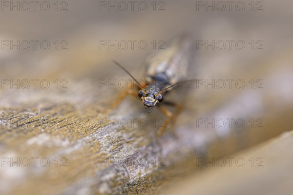 Macro photograph of a black-necked camel fly (Venustoraphidia nigricollis), insect on wood, with natural colouring, Ternitz, Lower Austria, Austria