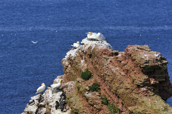 Northern gannets (Morus bassanus) and common guillemots (uria aalge) on bird cliffs, steep coast, Heligoland Island, Schleswig-Holstein, Germany