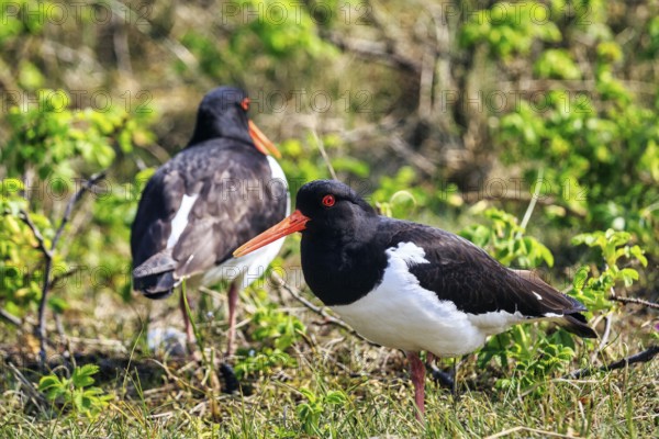 Two oystercatchers (Haematopus ostralegus), mating behaviour, Insel Düne, Heligoland, Schleswig-Holstein, Germany