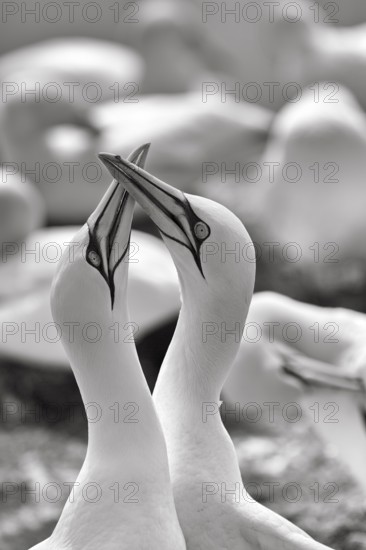 Gannet (Morus bassanus) on bird cliffs, pair courtship display, monochrome, Helgoland Island, Schleswig-Holstein, Germany