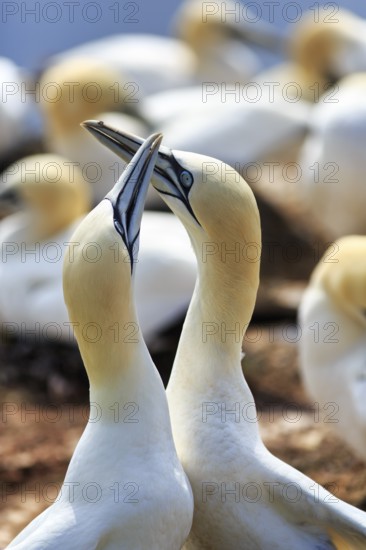 Northern gannet (Morus bassanus) on bird cliffs, pair courtship display, Helgoland Island, Schleswig-Holstein, Germany