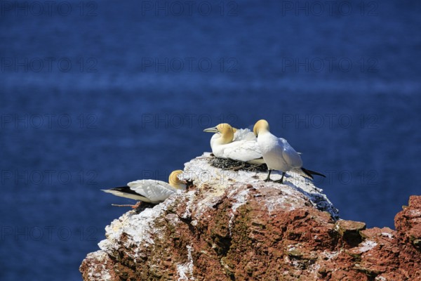 Northern gannet (Morus bassanus) on bird cliffs, steep coast, Heligoland Island, Schleswig-Holstein, Germany