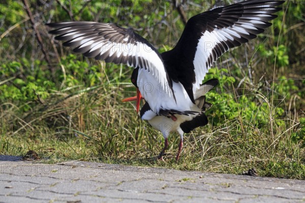 Two oystercatchers (Haematopus ostralegus), mating, Insel Düne, Heligoland, Schleswig-Holstein, Germany
