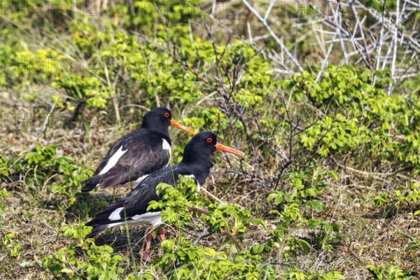 Oystercatcher (Haematopus ostralegus), mating behaviour, Insel Düne, Heligoland, Schleswig-Holstein, Germany