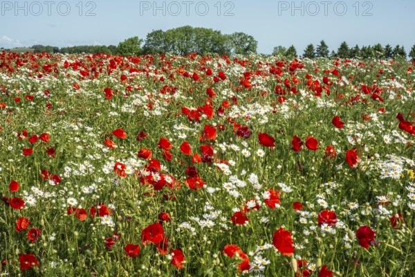 Meadow with Mayweed (Matricaria inodora) and Poppy (Papaver rhoeas) in Ystad, Skåne county, Sweden, Scandinavia