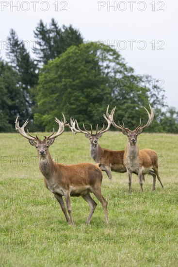 Red deer (Cervus elaphus) stag on a meadow in tirol, Kitzbühel, Wildpark Aurach, Austria