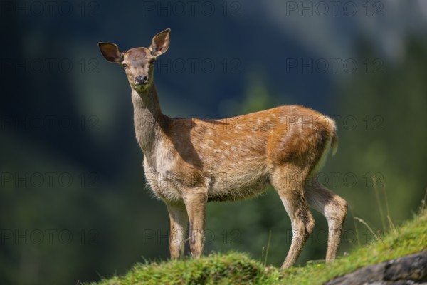 Red deer (Cervus elaphus) fawn on a meadow in tirol, Austria
