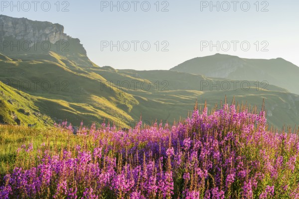 Fireweed (Chamaenerion angustifolium) blooming at sunrise in the Mountains at Hochalpenstraße, view from Fuscher Lacke, Pinzgau, Salzburg, Austria