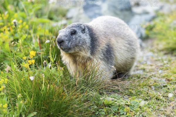 Alpine marmot (Marmota marmota) in autumn, Grossglockner, High Tauern National Park, Austria