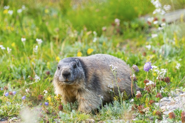 Alpine marmot (Marmota marmota) in autumn, Grossglockner, High Tauern National Park, Austria