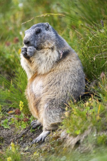 Alpine marmot (Marmota marmota) in autumn, Grossglockner, High Tauern National Park, Austria