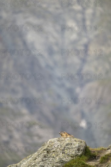 Alpine marmot (Marmota marmota) in autumn, Grossglockner, High Tauern National Park, Austria