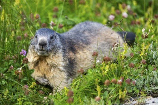 Alpine marmot (Marmota marmota) in autumn, Grossglockner, High Tauern National Park, Austria