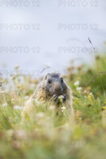 Alpine marmot (Marmota marmota) in autumn, Grossglockner, High Tauern National Park, Austria