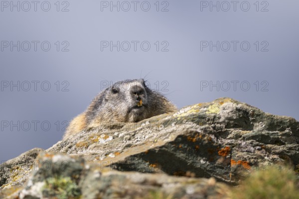 Alpine marmot (Marmota marmota) in autumn, Grossglockner, High Tauern National Park, Austria