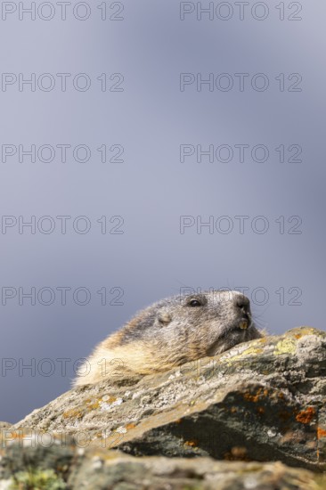 Alpine marmot (Marmota marmota) in autumn, Grossglockner, High Tauern National Park, Austria