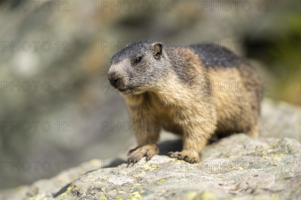Alpine marmot (Marmota marmota) youngster in autumn, Grossglockner, High Tauern National Park, Austria