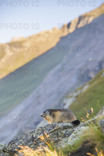 Alpine marmot (Marmota marmota) in autumn, Grossglockner, High Tauern National Park, Austria