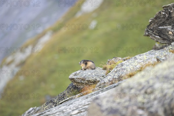 Alpine marmot (Marmota marmota) in autumn, Grossglockner, High Tauern National Park, Austria