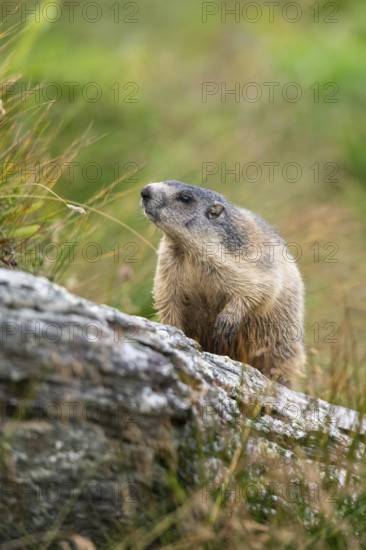 Alpine marmot (Marmota marmota) in autumn, Grossglockner, High Tauern National Park, Austria