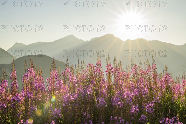 Fireweed (Chamaenerion angustifolium) blooming at sunrise in the Mountains at Hochalpenstraße, view from Fuscher Lacke, Pinzgau, Salzburg, Austria