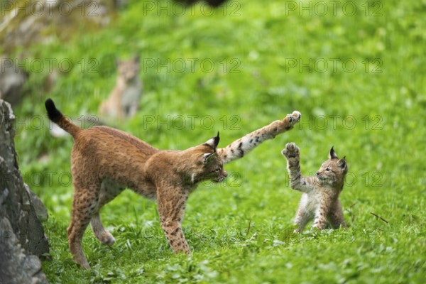 Eurasian lynx (Lynx lynx) youngster on a meadow, Bavaria, Germany