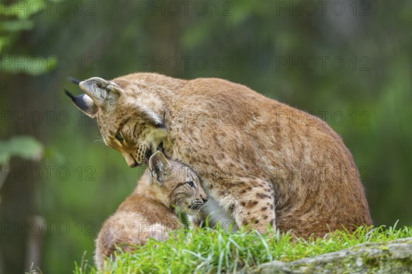 Eurasian lynx (Lynx lynx) mother with her youngster, Austria
