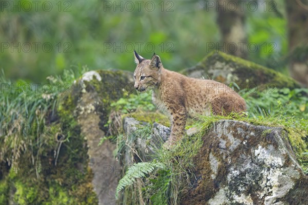 Eurasian lynx (Lynx lynx) youngster on a rock, Bavaria, Germany