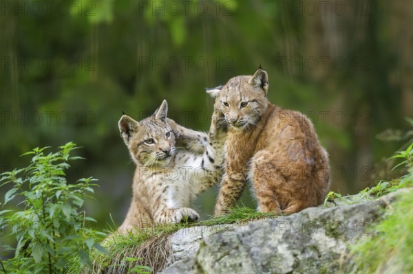 Eurasian lynx (Lynx lynx) youngsters on a rock, Bavaria, Germany