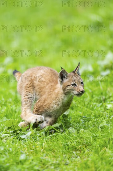 Eurasian lynx (Lynx lynx) youngster on a meadow, Bavaria, Germany