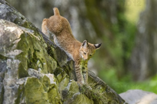 Eurasian lynx (Lynx lynx) youngster climbing on a rock, Bavaria, Germany