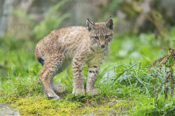 Eurasian lynx (Lynx lynx) youngster on a meadow, Bavaria, Germany