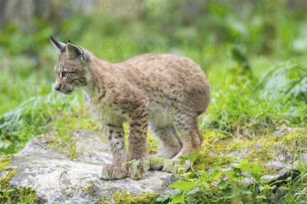Eurasian lynx (Lynx lynx) youngster on a rock, Bavaria, Germany