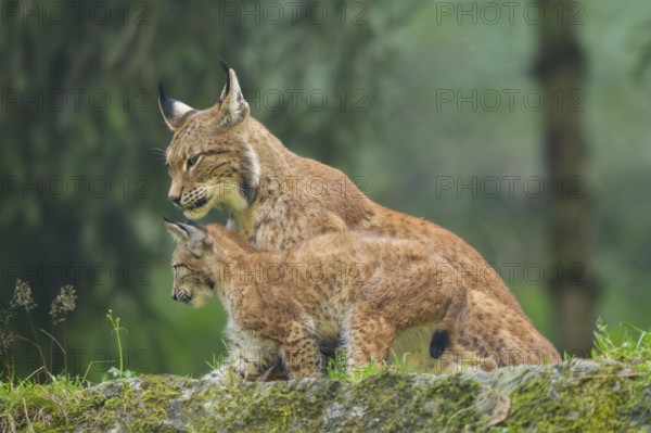 Eurasian lynx (Lynx lynx) mother with her youngster, Austria
