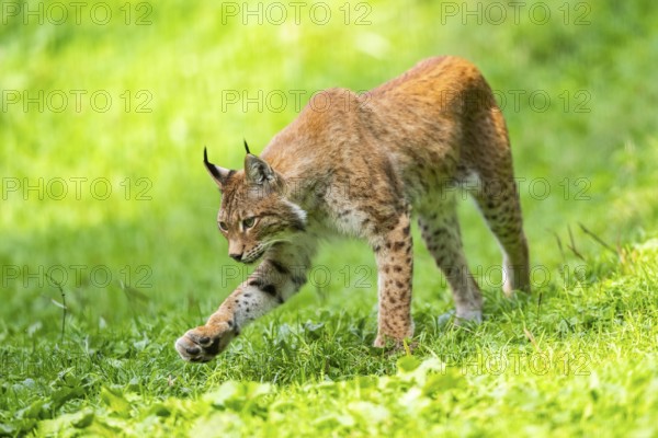 Eurasian lynx (Lynx lynx) on a meadow, Austria