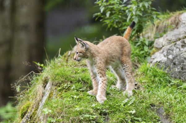 Eurasian lynx (Lynx lynx) youngster on a rock, Austria