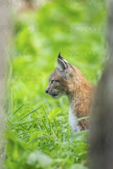 Eurasian lynx (Lynx lynx) youngster on a meadow, Bavaria, Germany