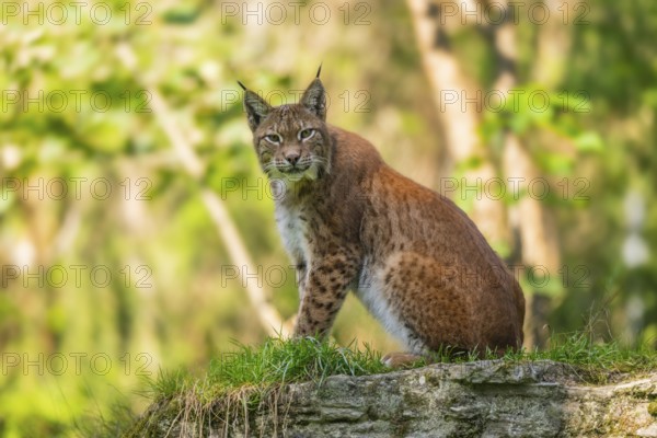 Eurasian lynx (Lynx lynx) on a rock, Austria