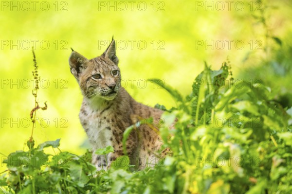 Eurasian lynx (Lynx lynx) youngster on a meadow, Bavaria, Germany